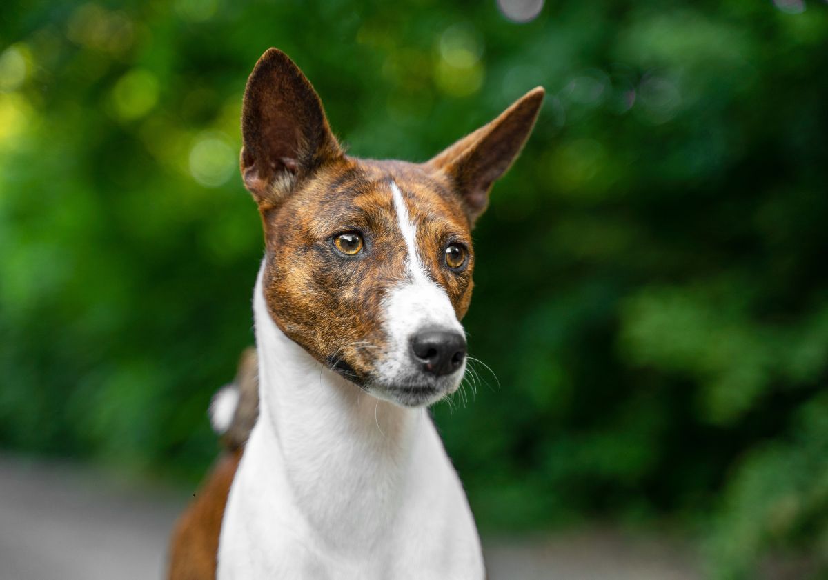 Basenji marron et blanc 