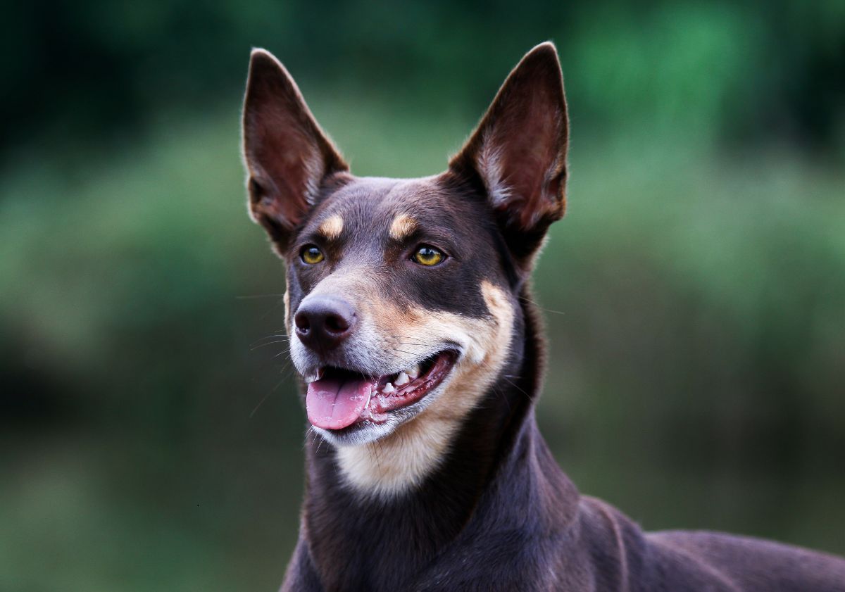 kelpie adulte