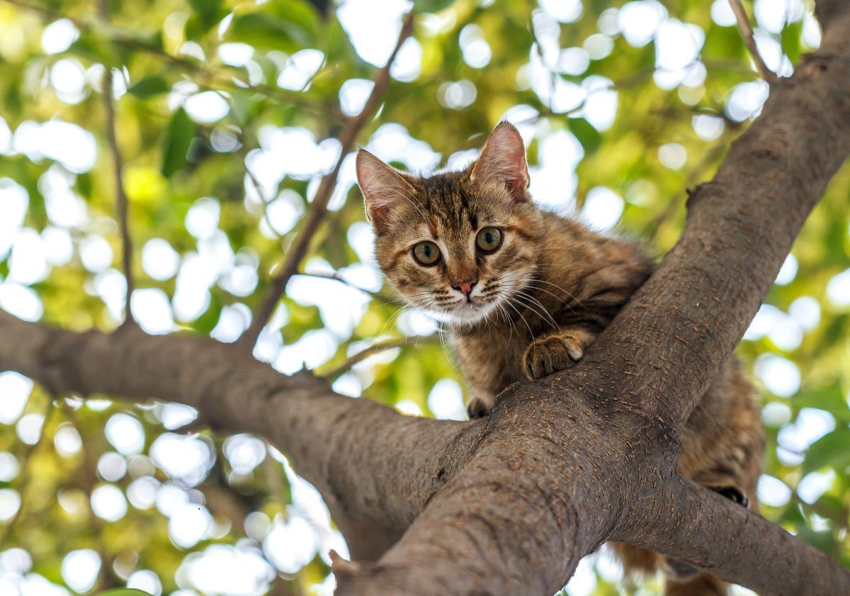 chat chassant depuis un arbre