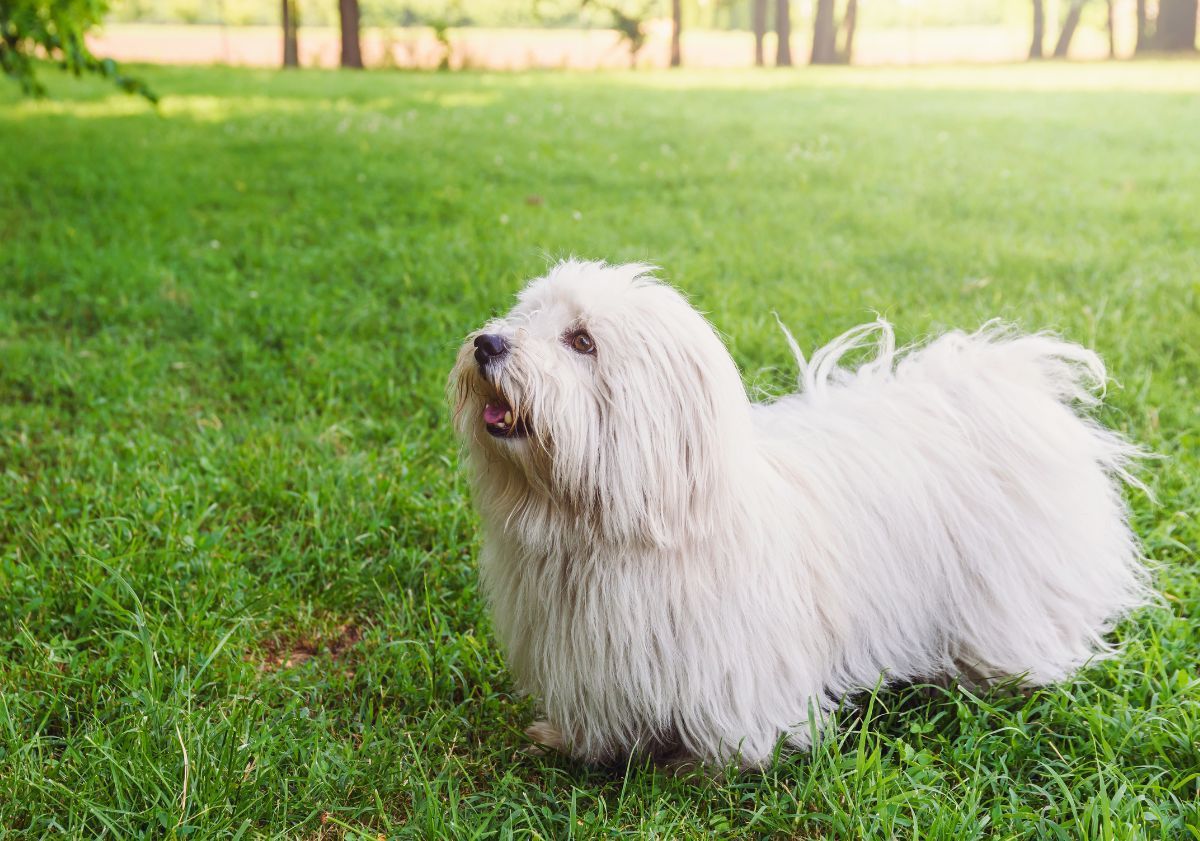 coton de tuléar blanc dans un parc