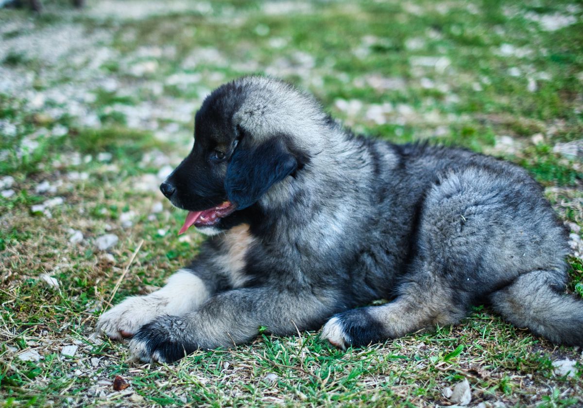 chiot berger du caucase dans l'herbe