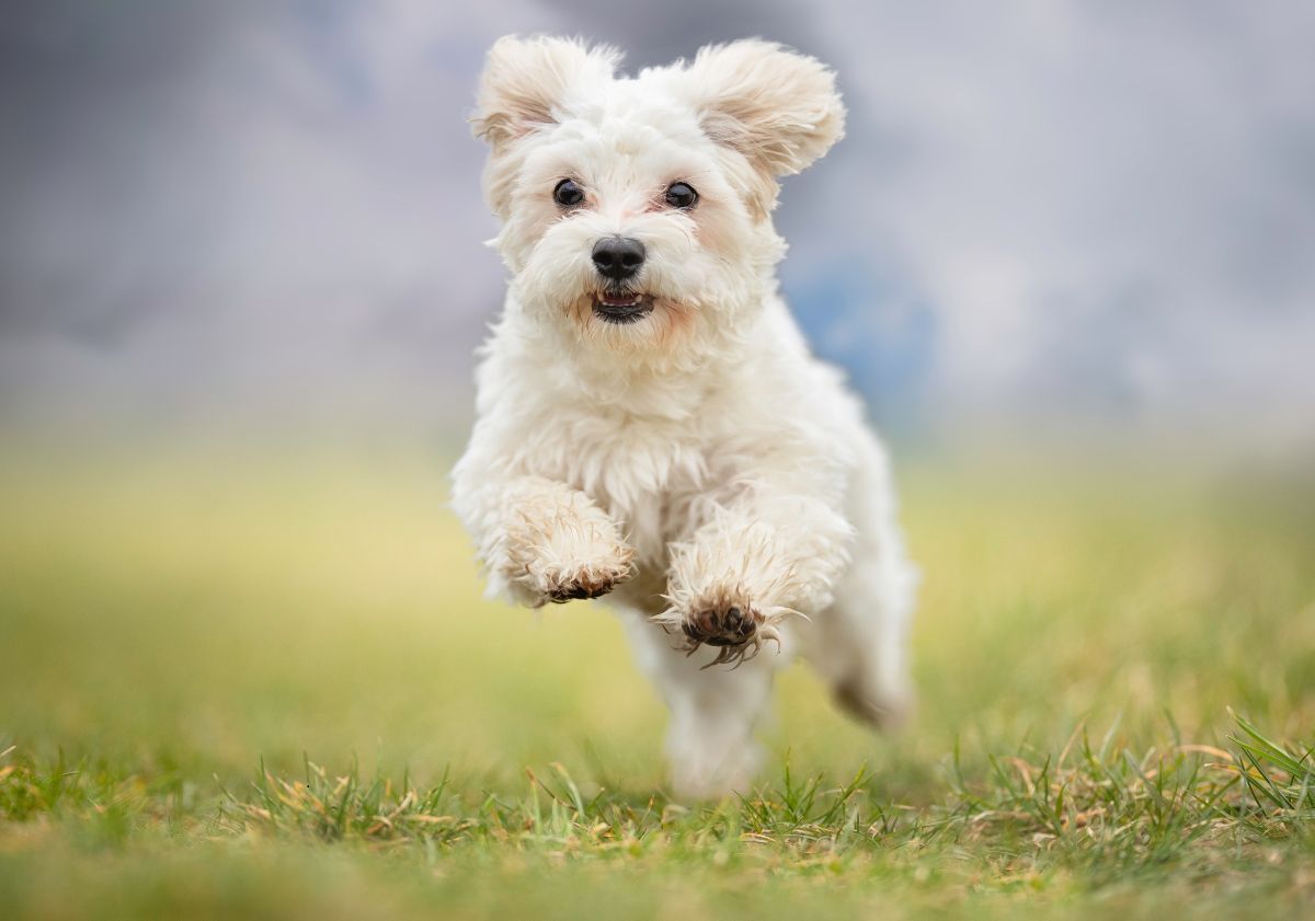 bichon maltais courant dans l'herbe