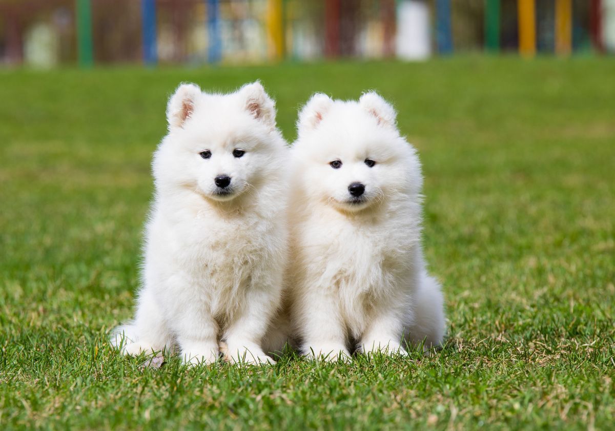 chiots samoyèdes dans un pré