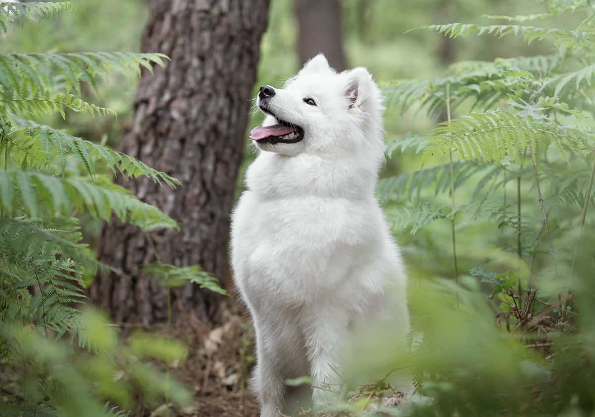 Samoyède dans la forêt