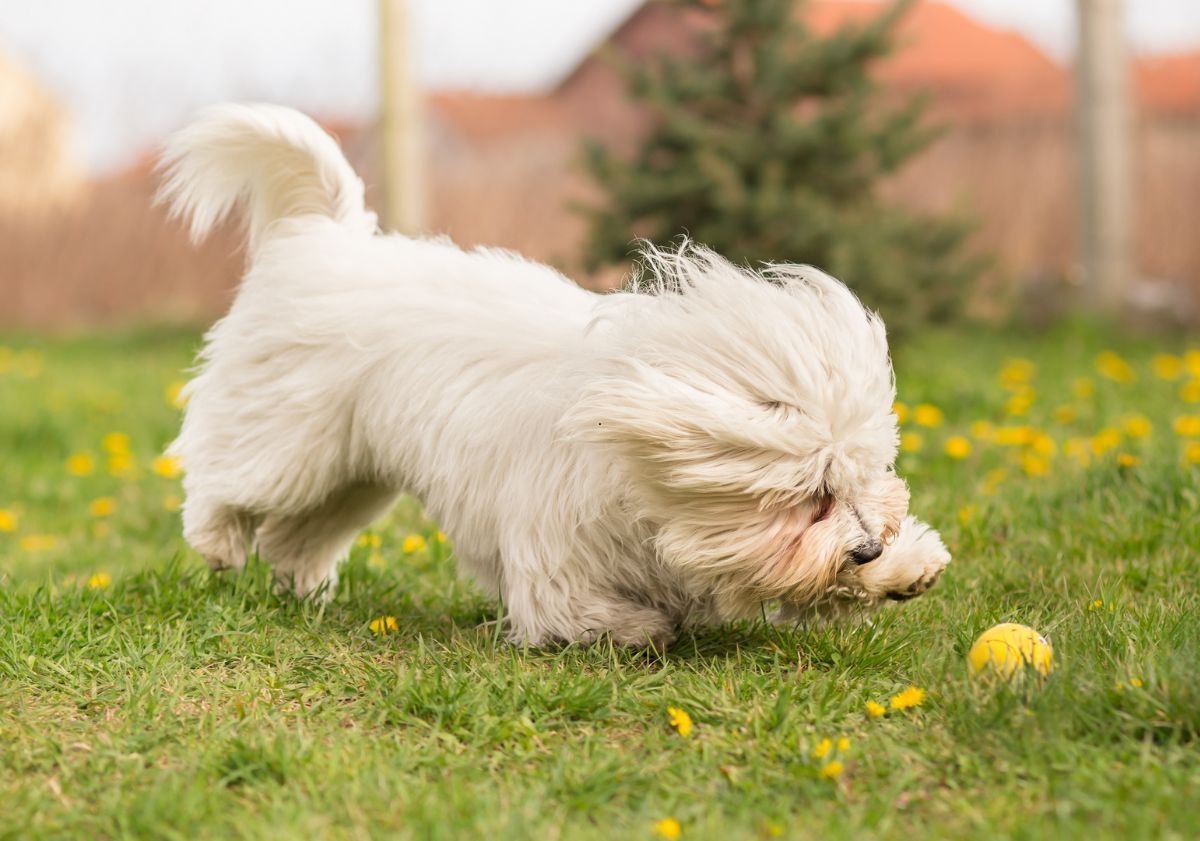 Coton de Tuléar jouant avec une balle