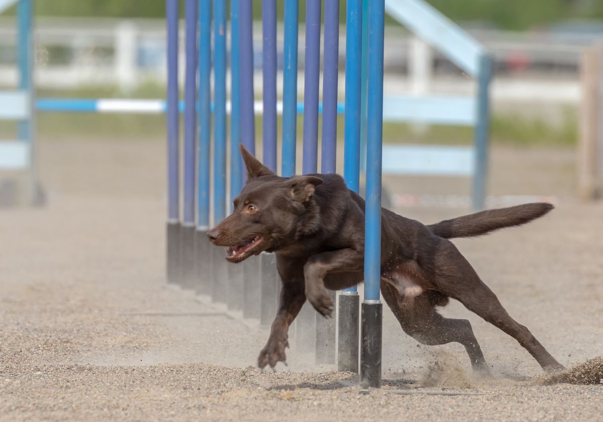 kelpie agility