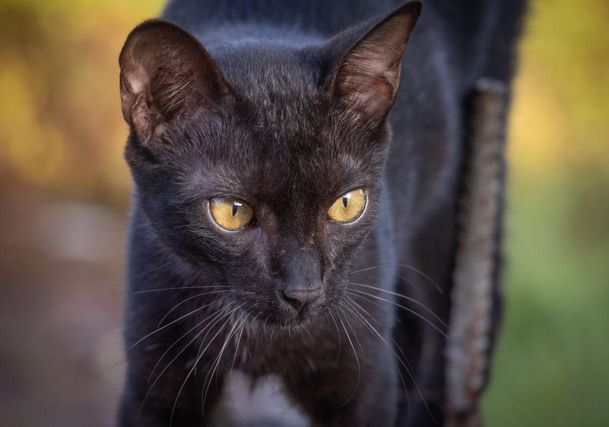 chat de bombay gros plan 