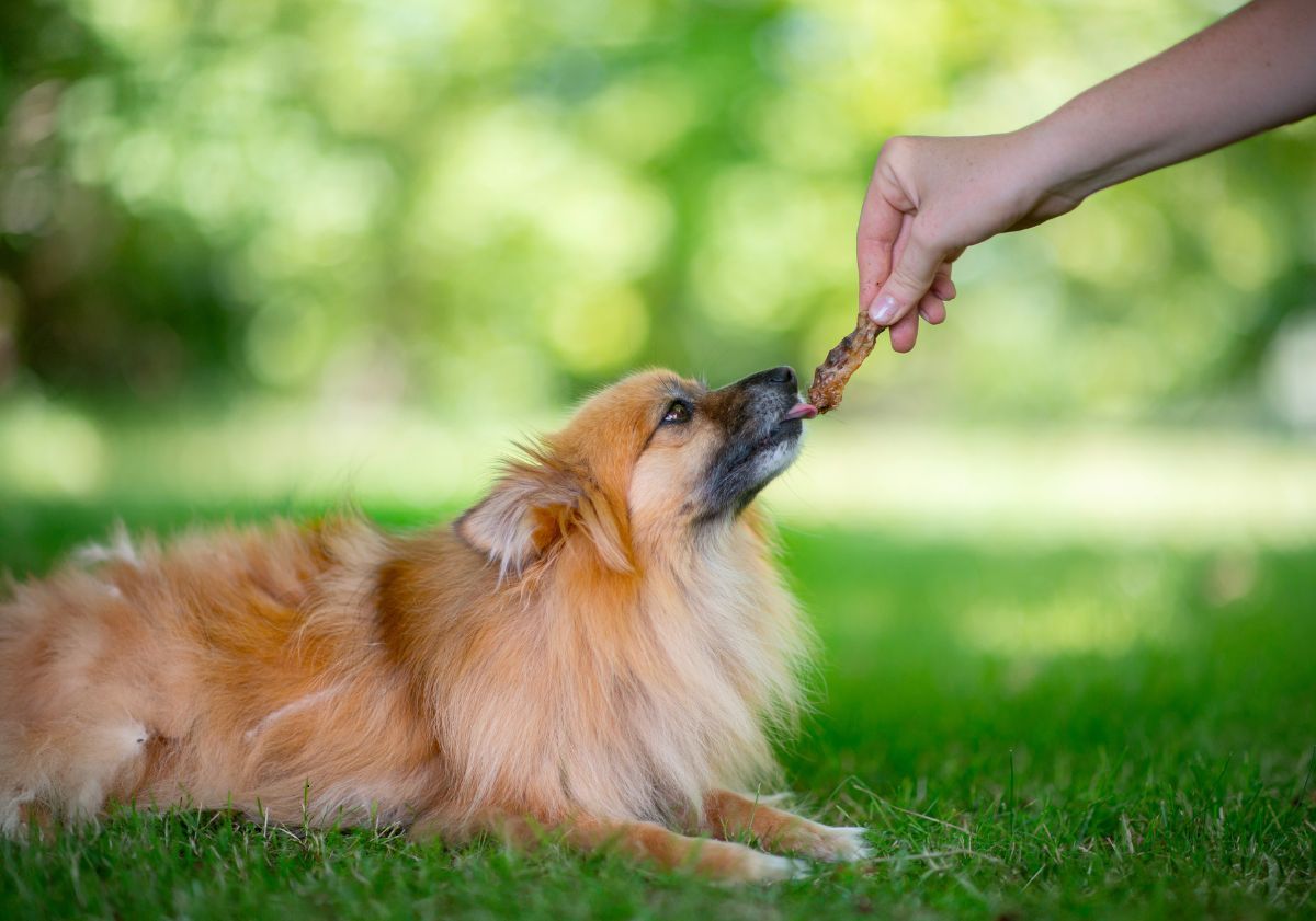chien avec sa friandise de mastication