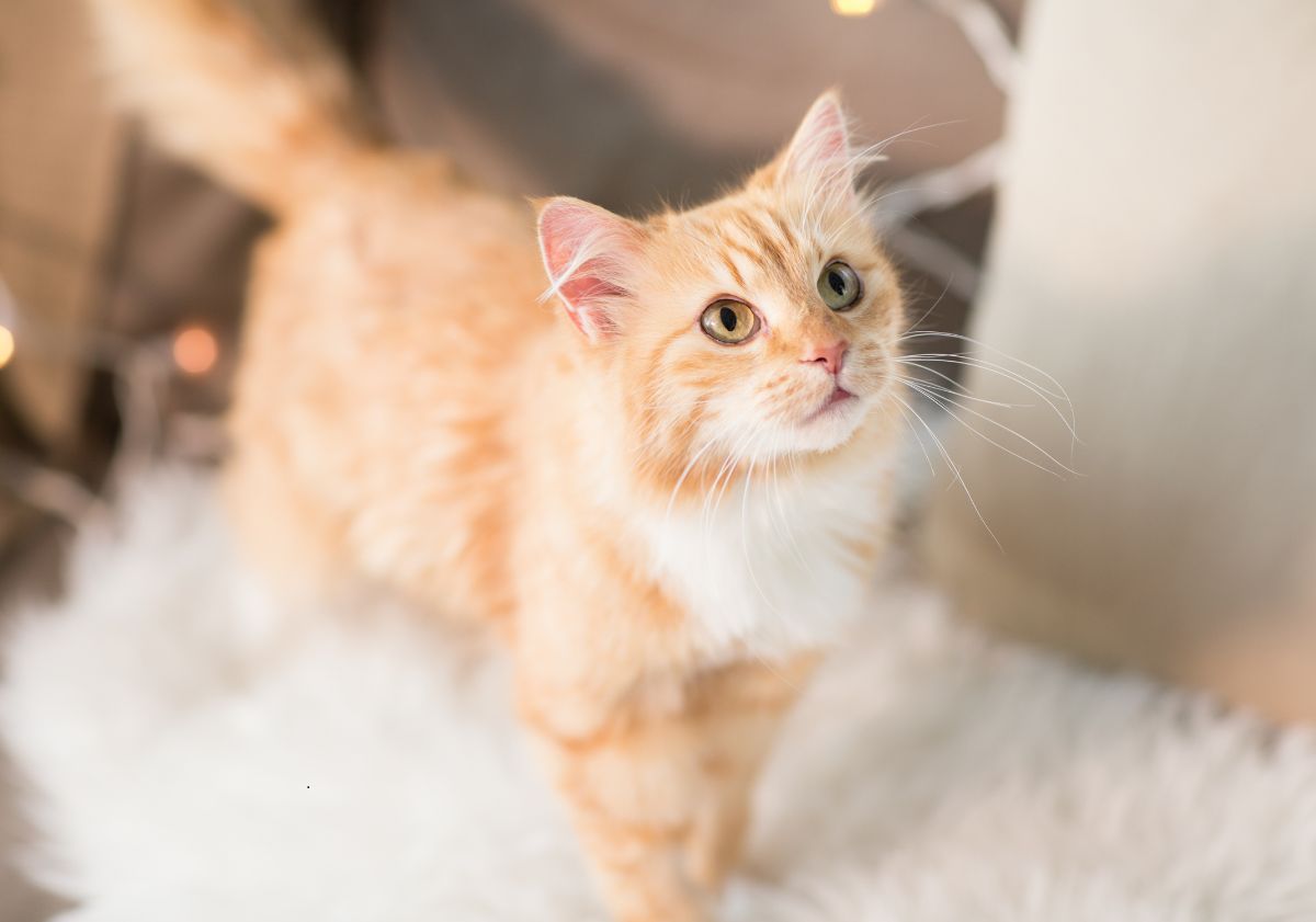 chat roux et blanc