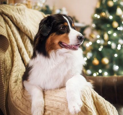 Chien sur un canapé près du sapin