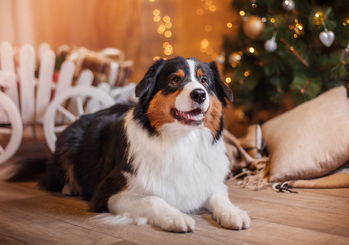 Chien couché devant le sapin