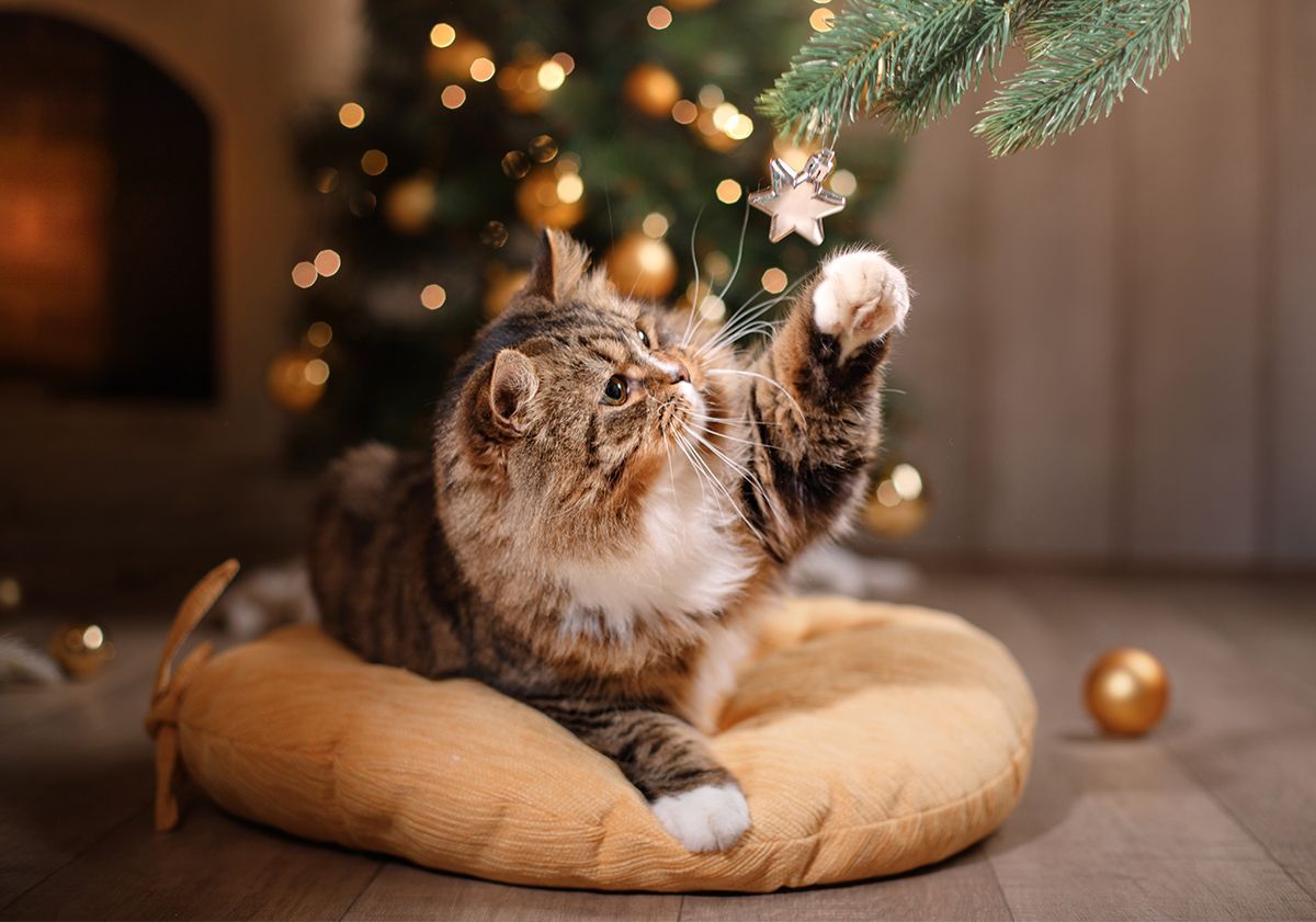 Chat qui joue avec une étoile du sapin