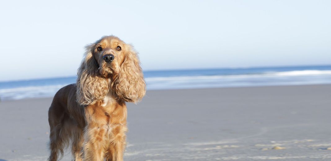 Un chien sur une plage 