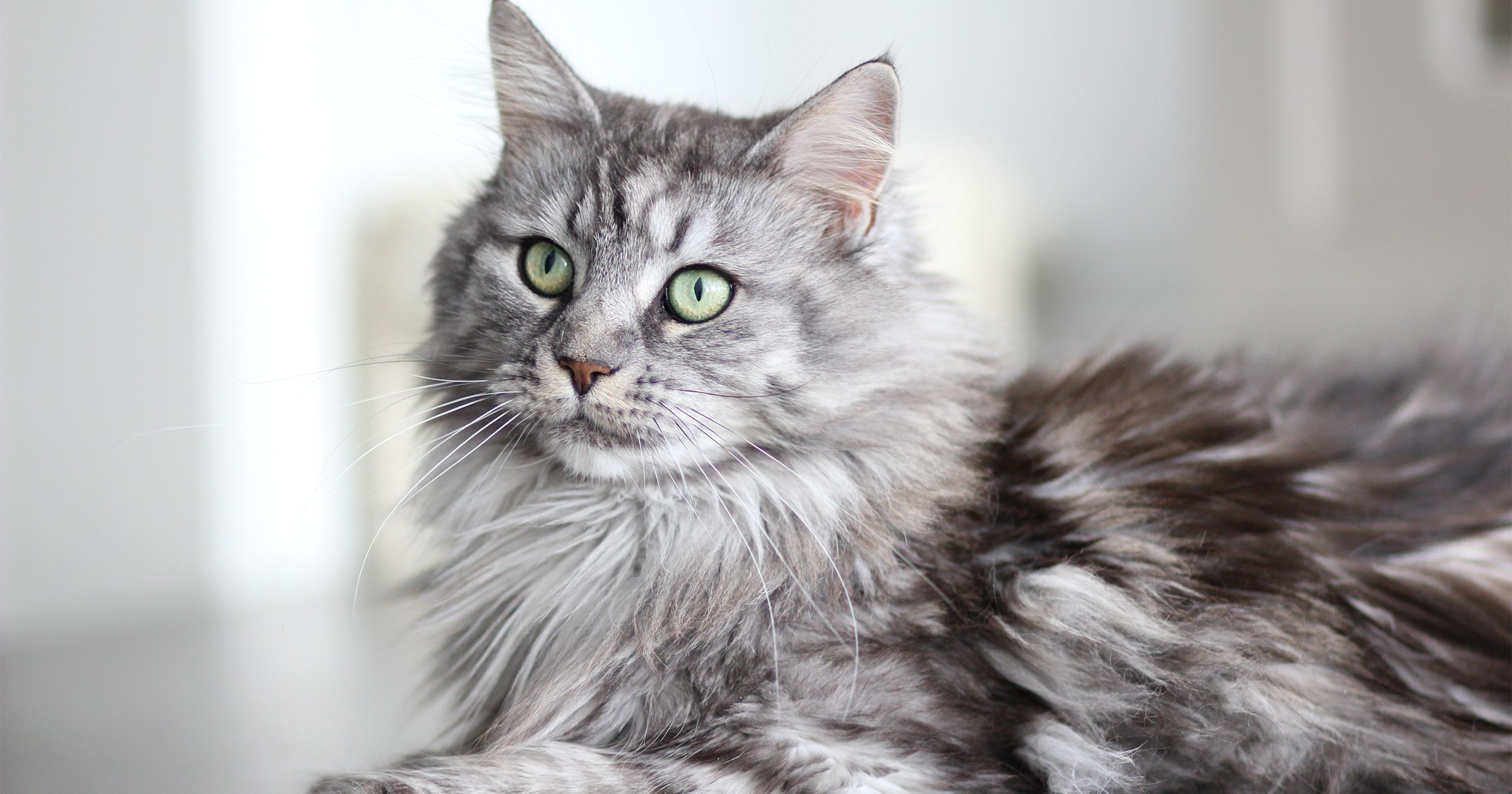 Dites Miaou A La Ronron Therapie Blog Ultra Premium Direct