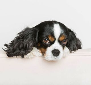 Cavalier King Charles en gros plan