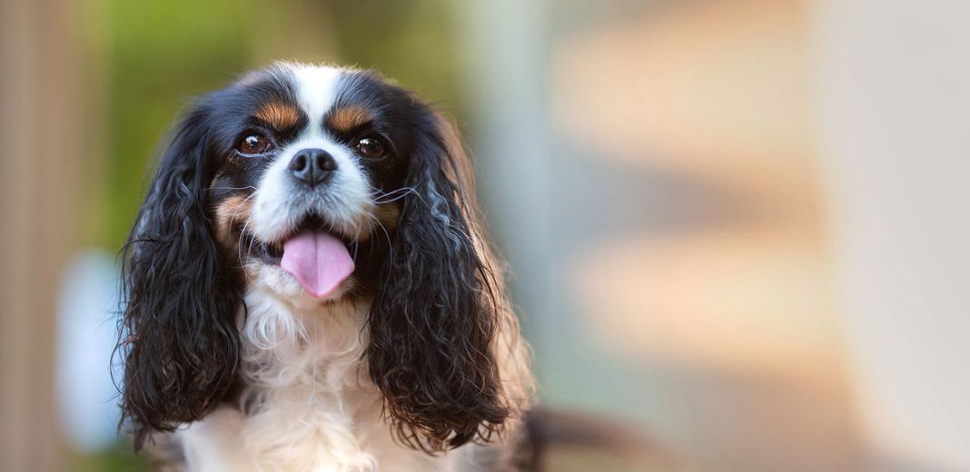 Cavalier King Charles, la langue tirée