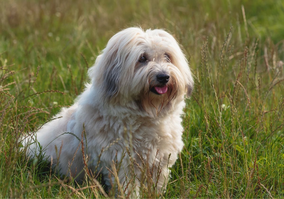 Coton de Tuléar assis dans l'herbe en extérieur