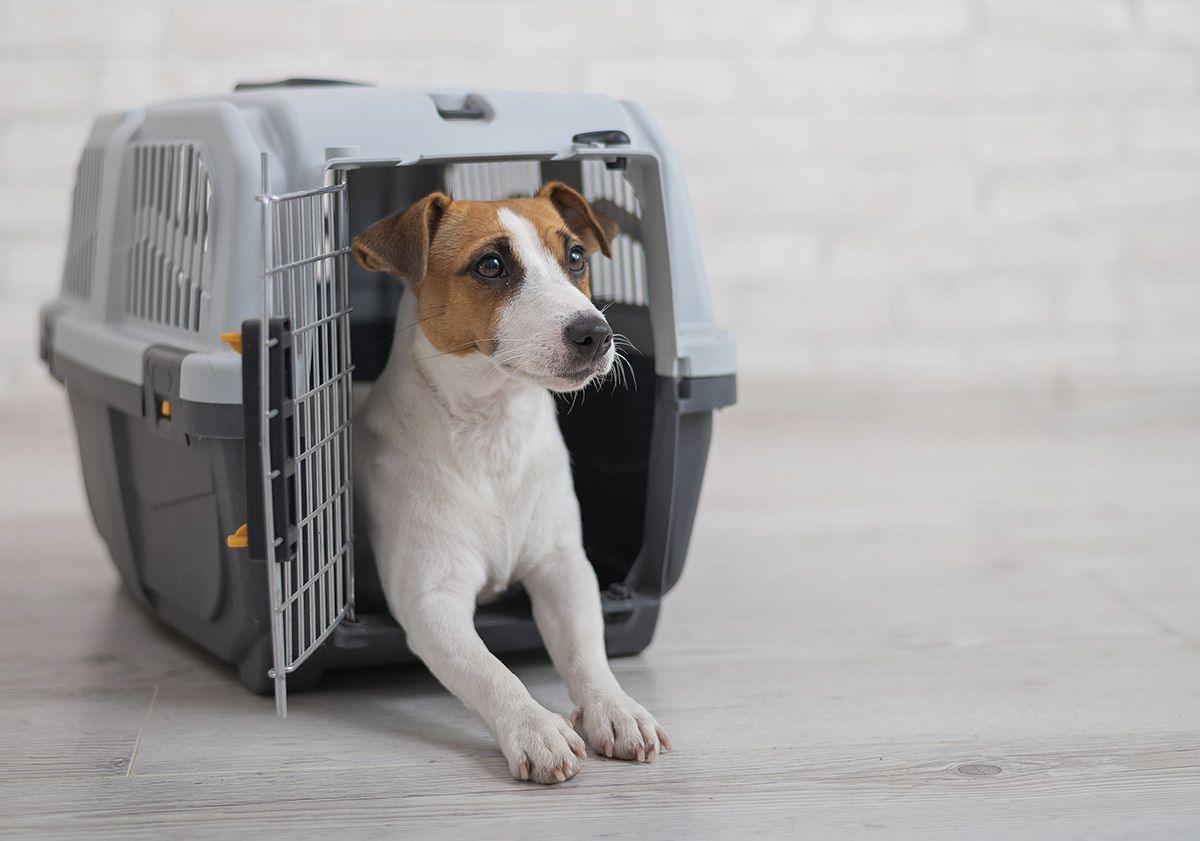 chien dans sa cage de transport