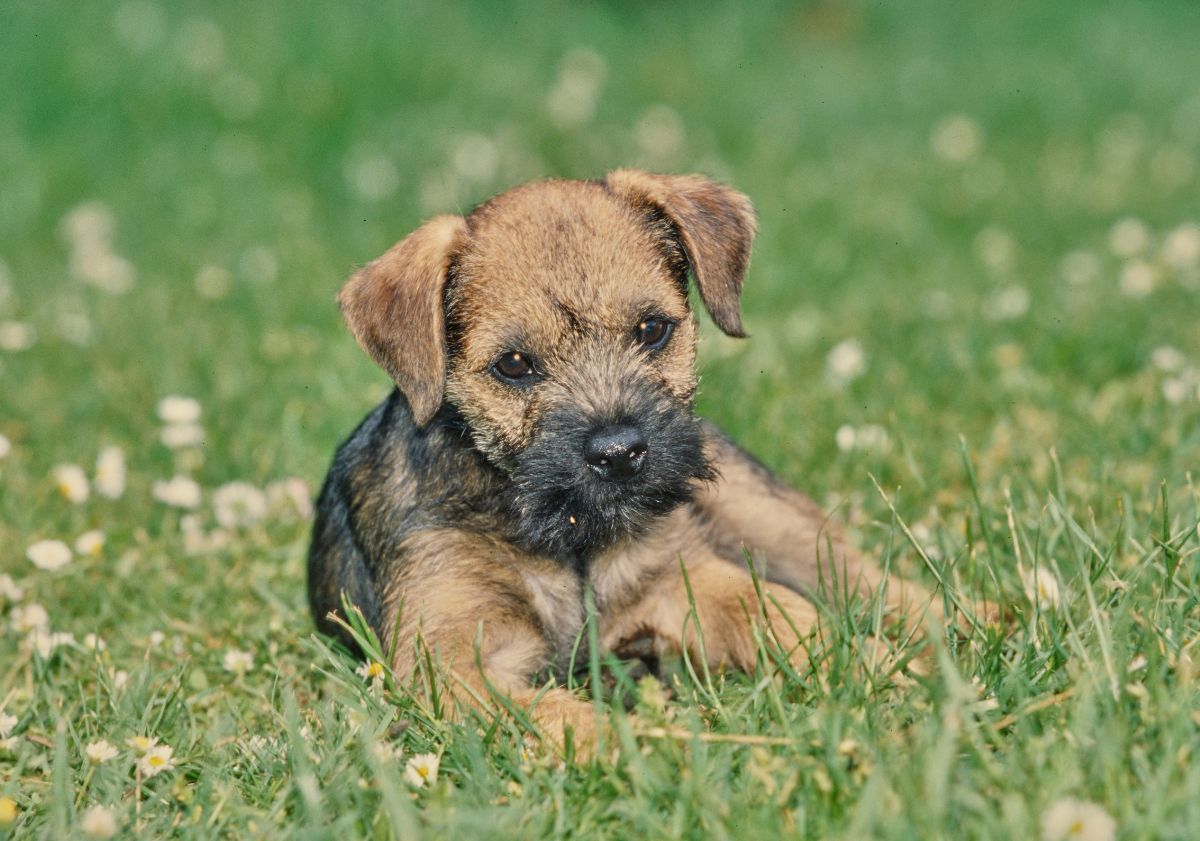 Border Terrier chiot assis dans l'herbe