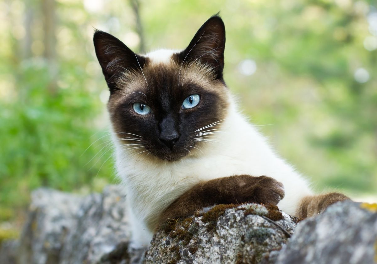 chat colorpoint sur des roches