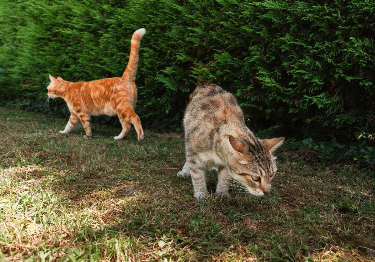 deux chats dans un jardin devant une haie