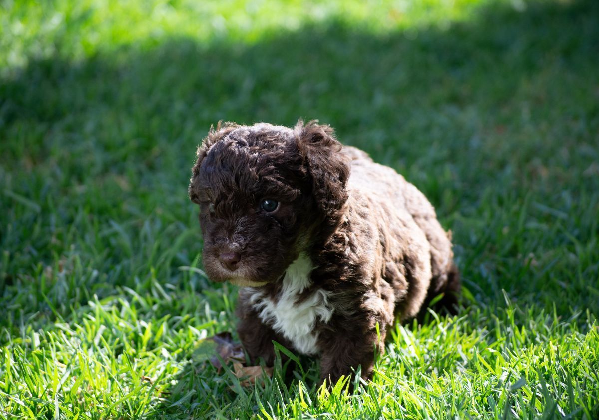 chiot chien d'eau espagnol marron et blanc dans l'herbe