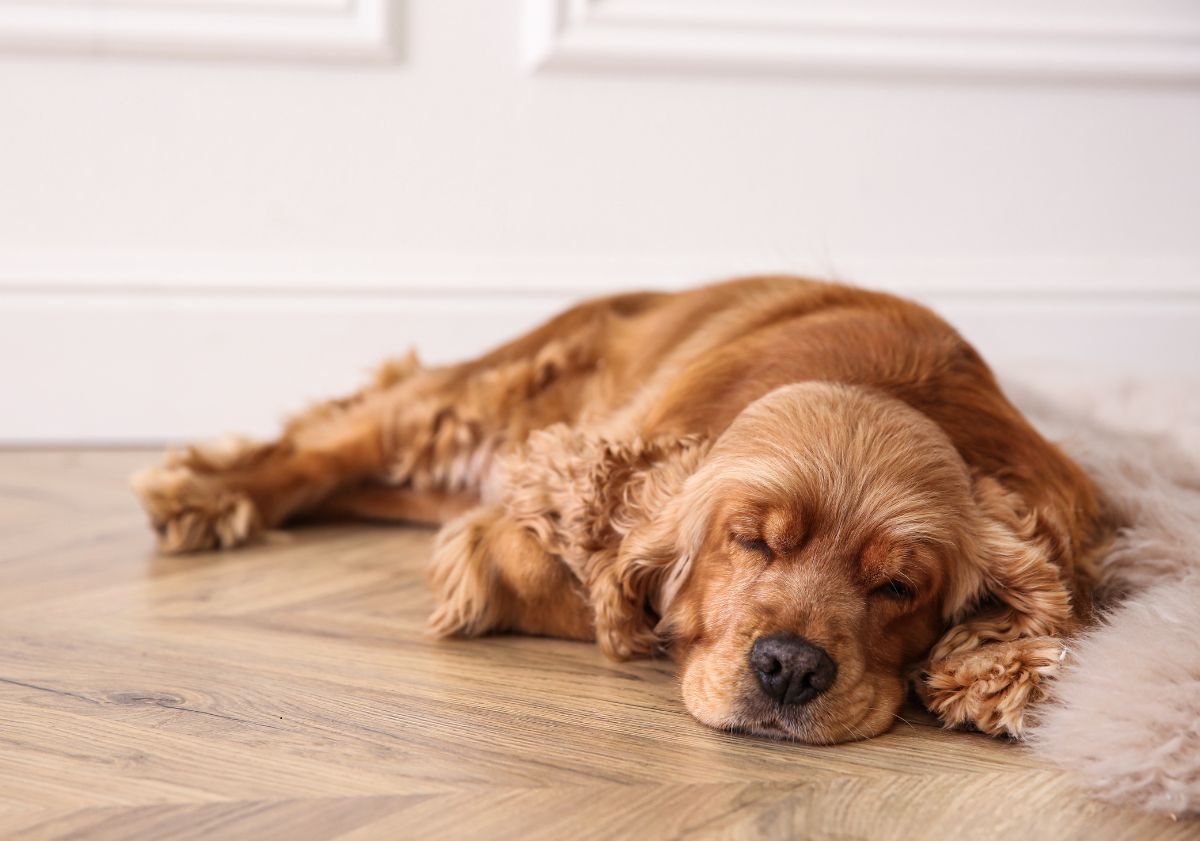 cocker américain beige endormi sur du parquet