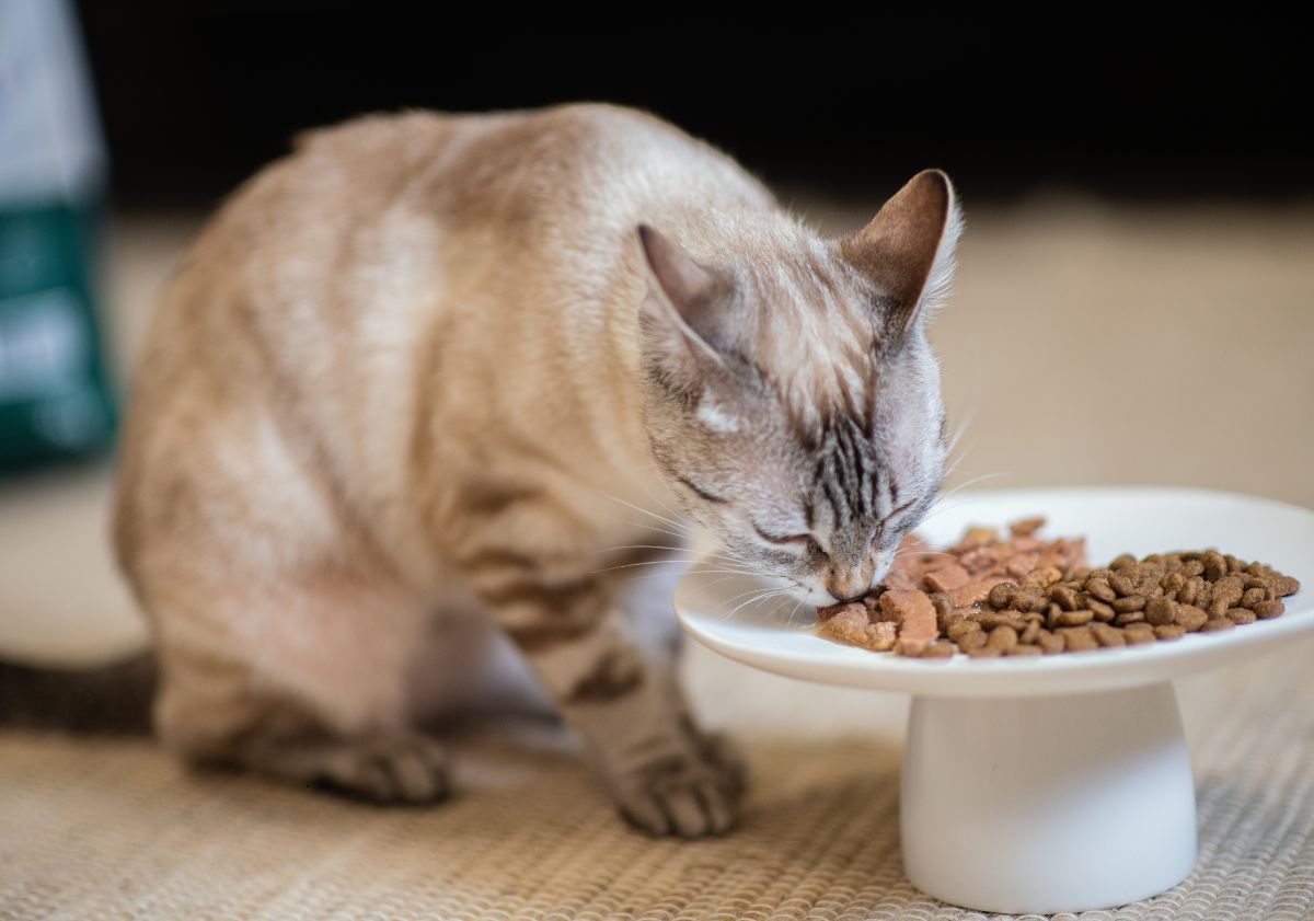 chat mangeant sa bi-nutrition dans une gamelle