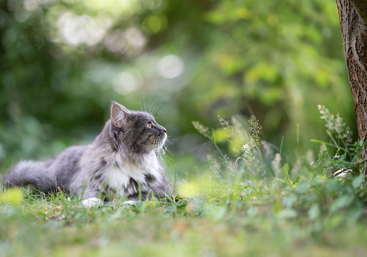 chat gris dans l'herbe dans la forêt