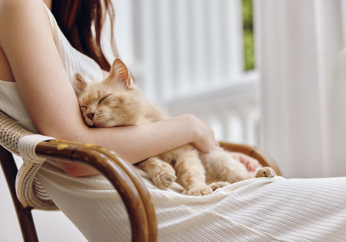 chat roux dans les bras de sa maîtresse