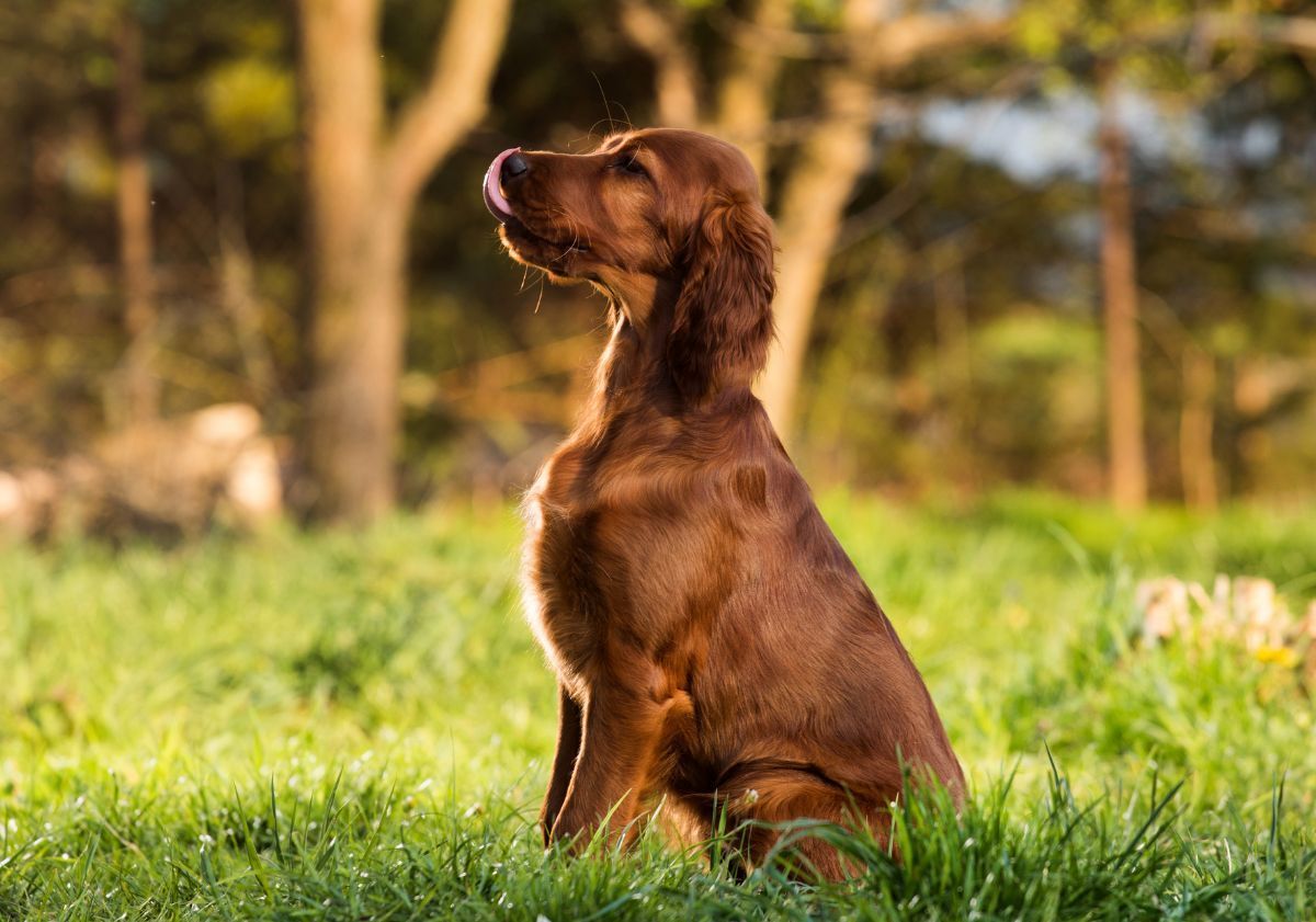 setter irlandais assis dans l'herbe