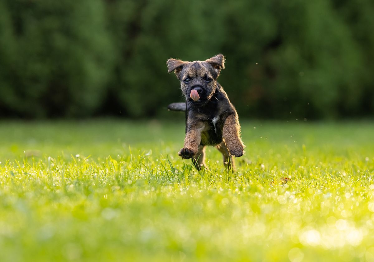 Border Terrier courant dans l'herbe