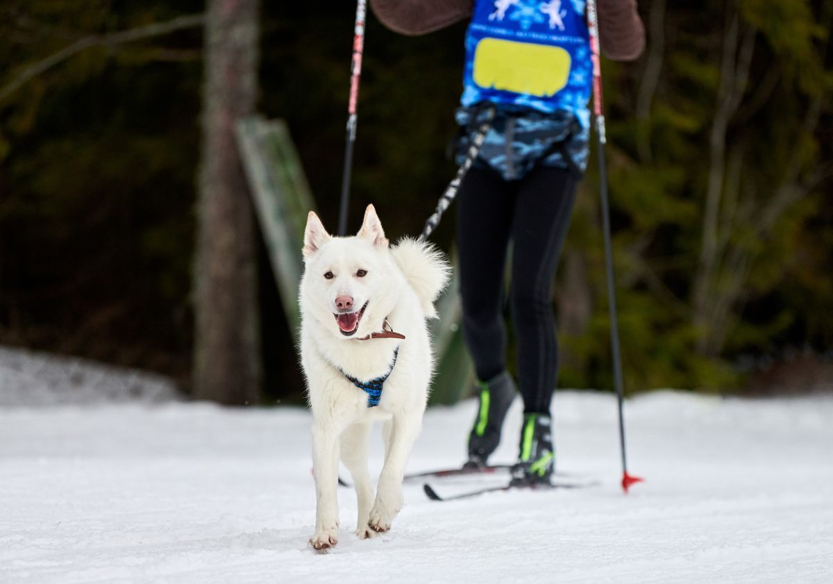 chien blanc faisant du skijöring avec son maître