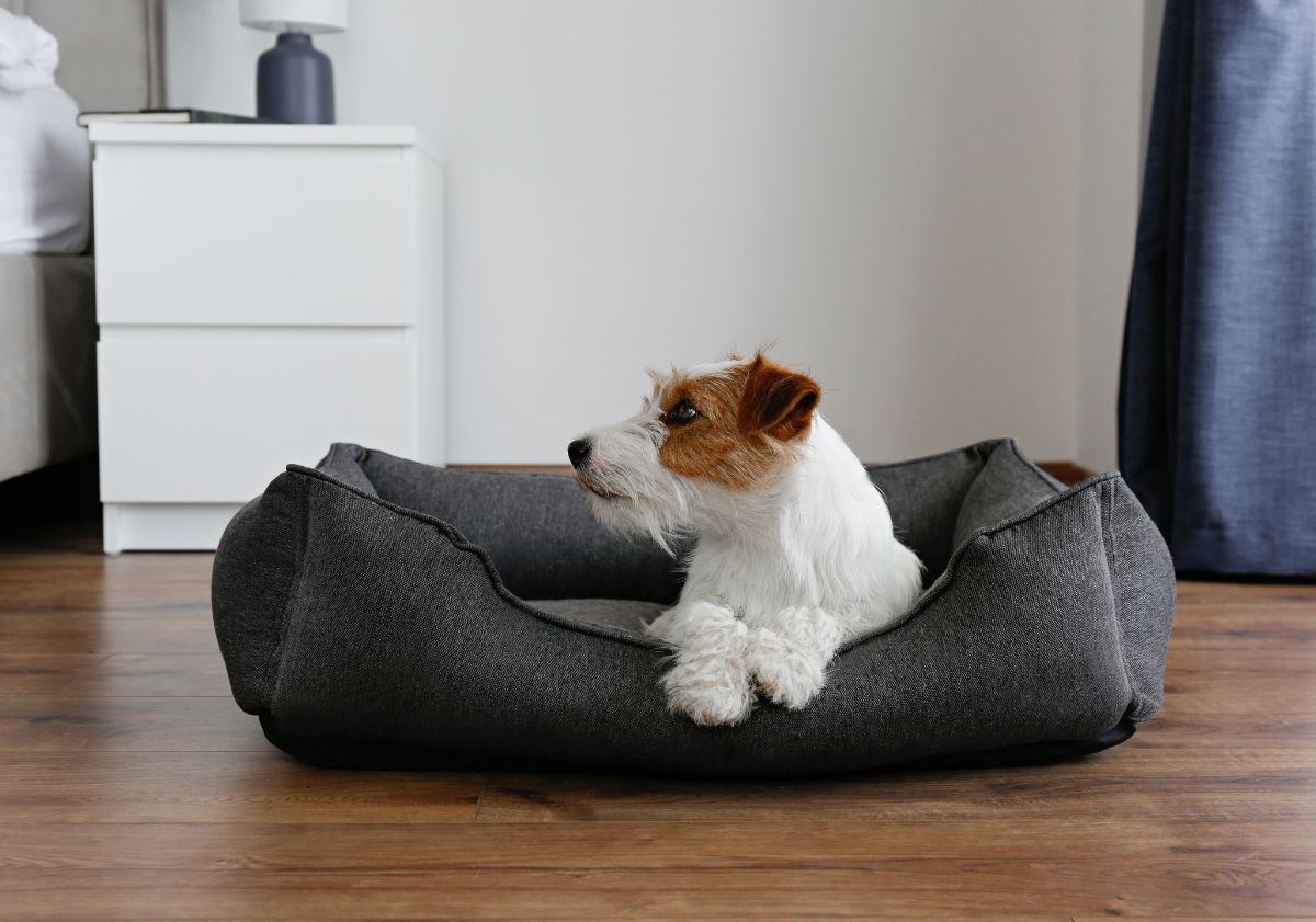 chien roux et blanc dans son panier