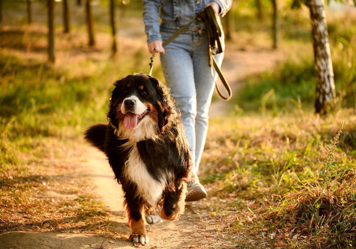bouvier bernois en promenade dans la forêt