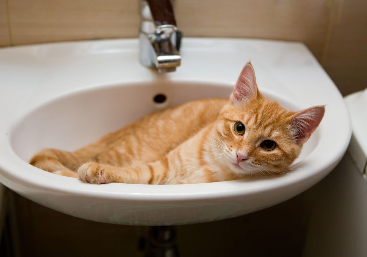 chat roux allongé dans le lavabo