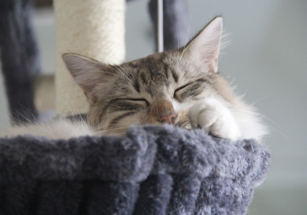 chat dormant dans son arbre à chat