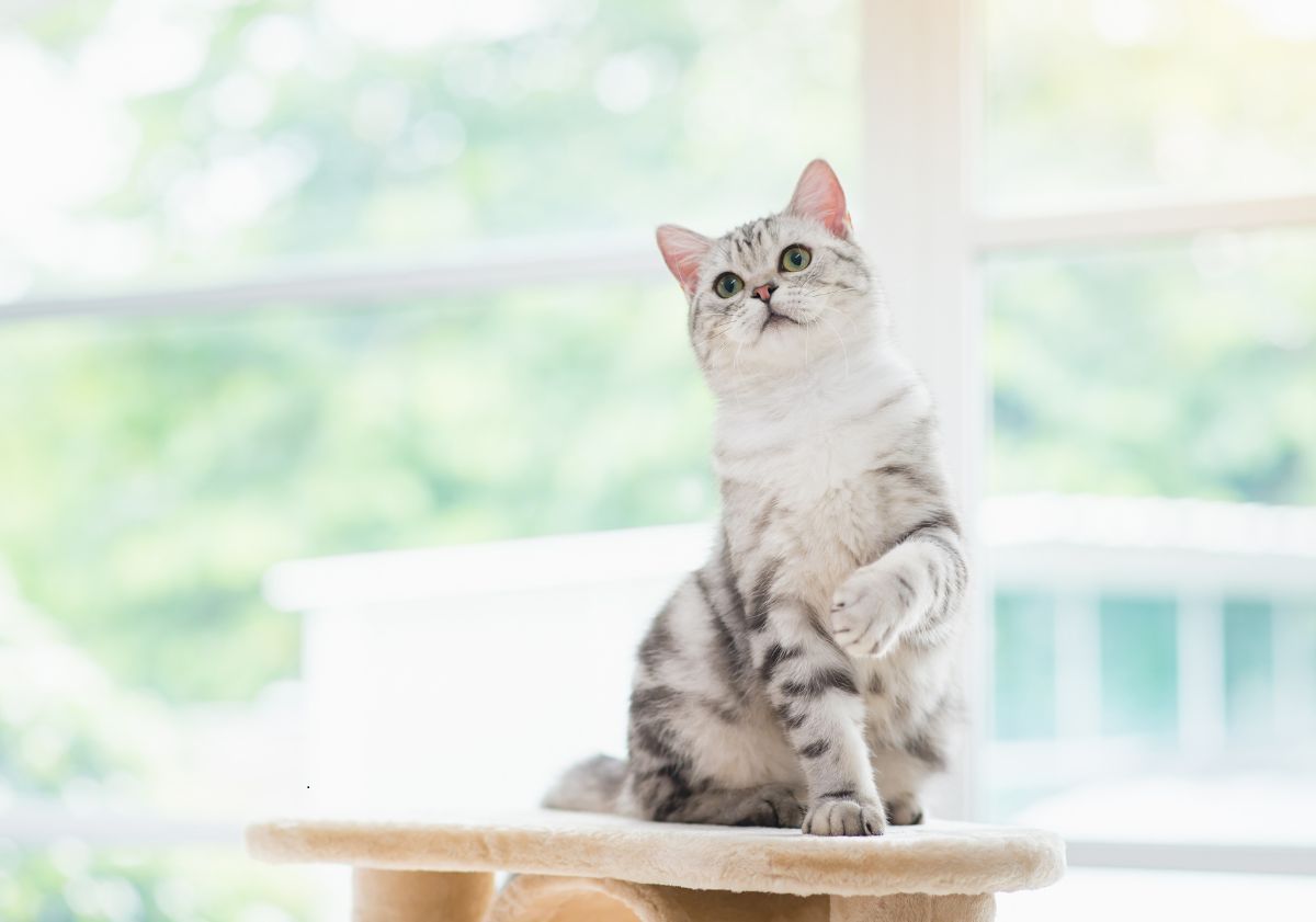 chat blanc et gris sur son griffoir chat