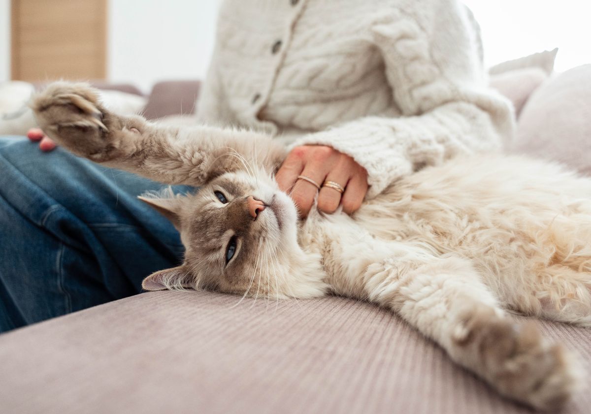 chat allongé sur le canapé
