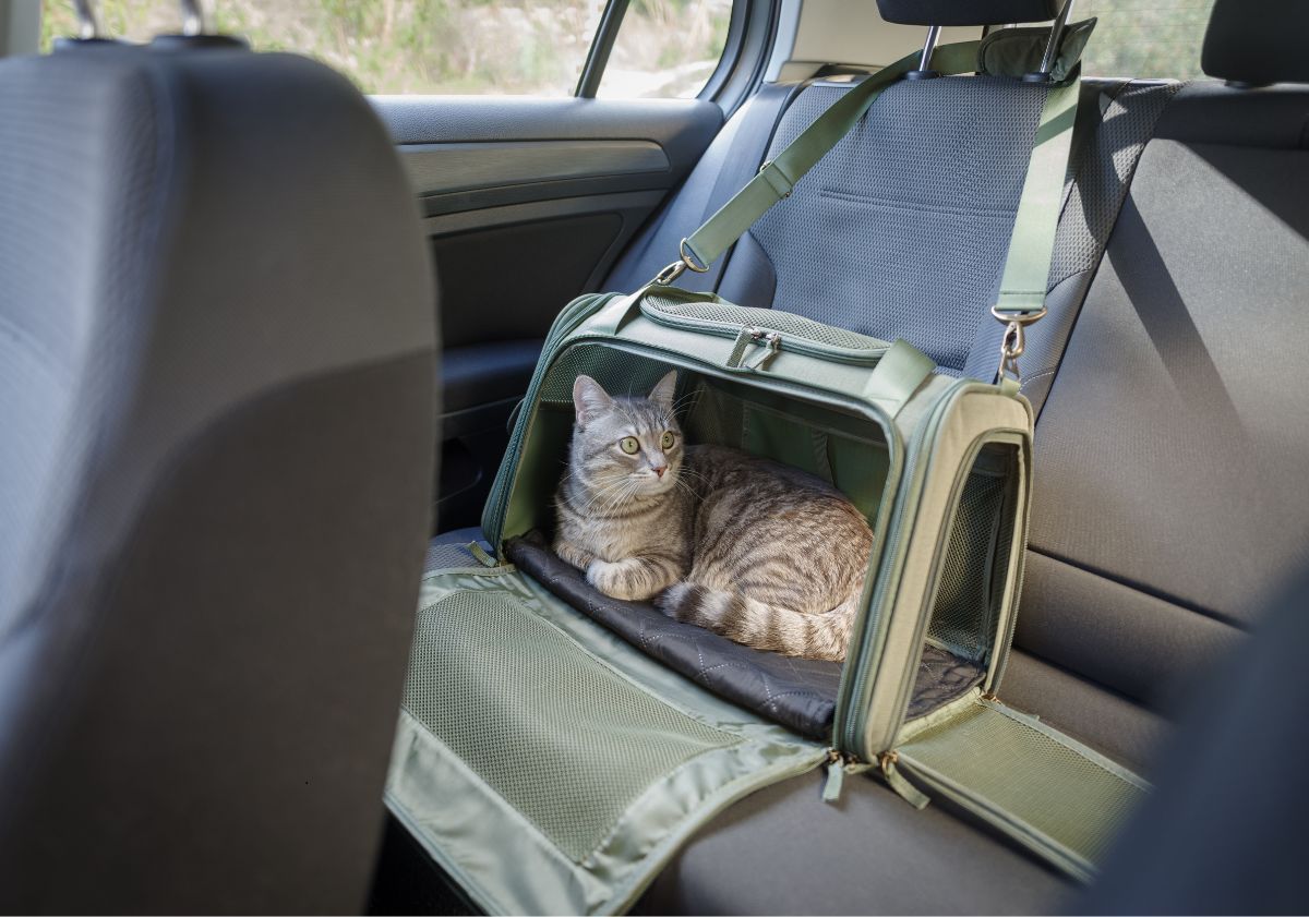 chat dans un sac de transport dans une voiture