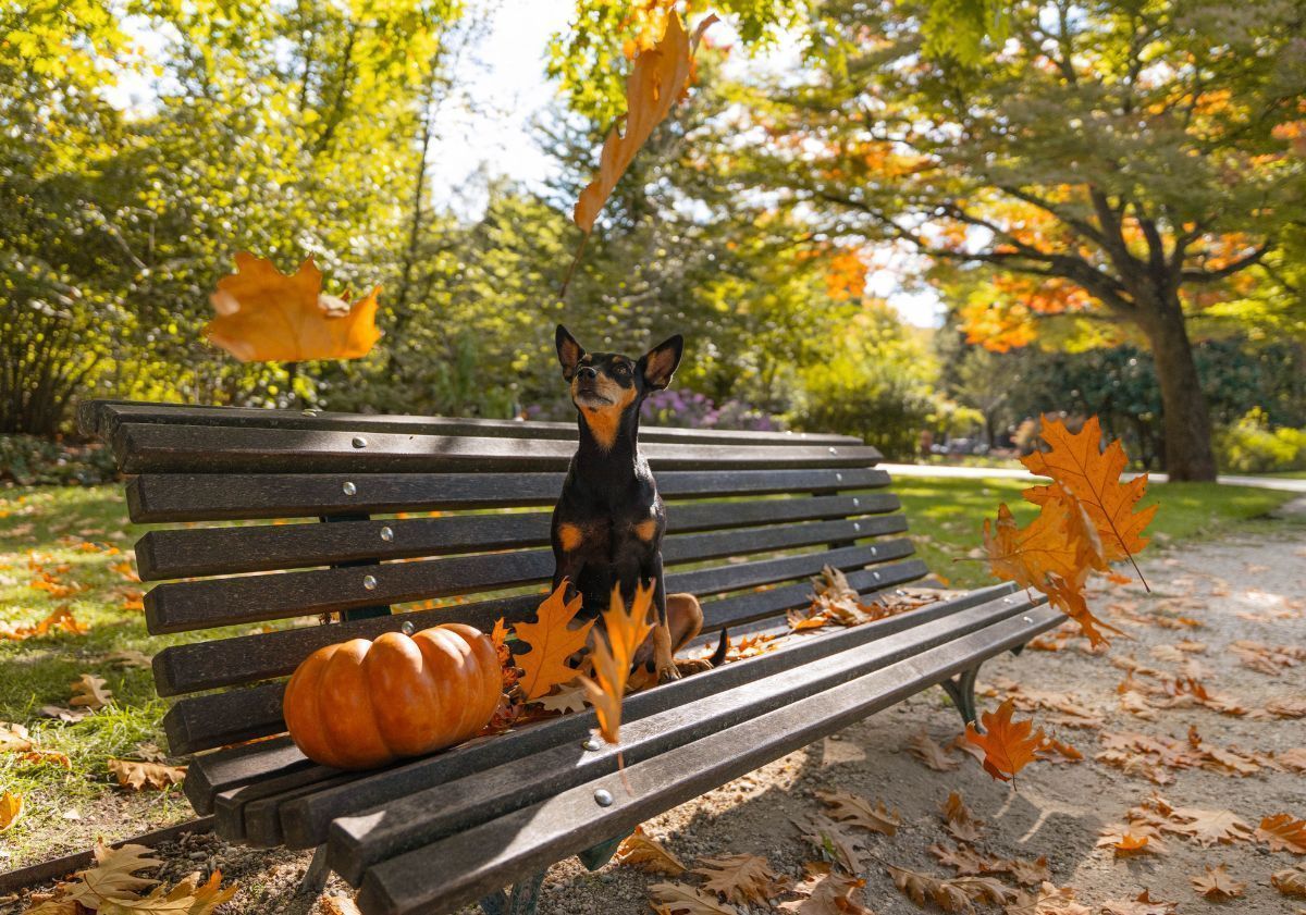 pinscher nain assis sur un banc