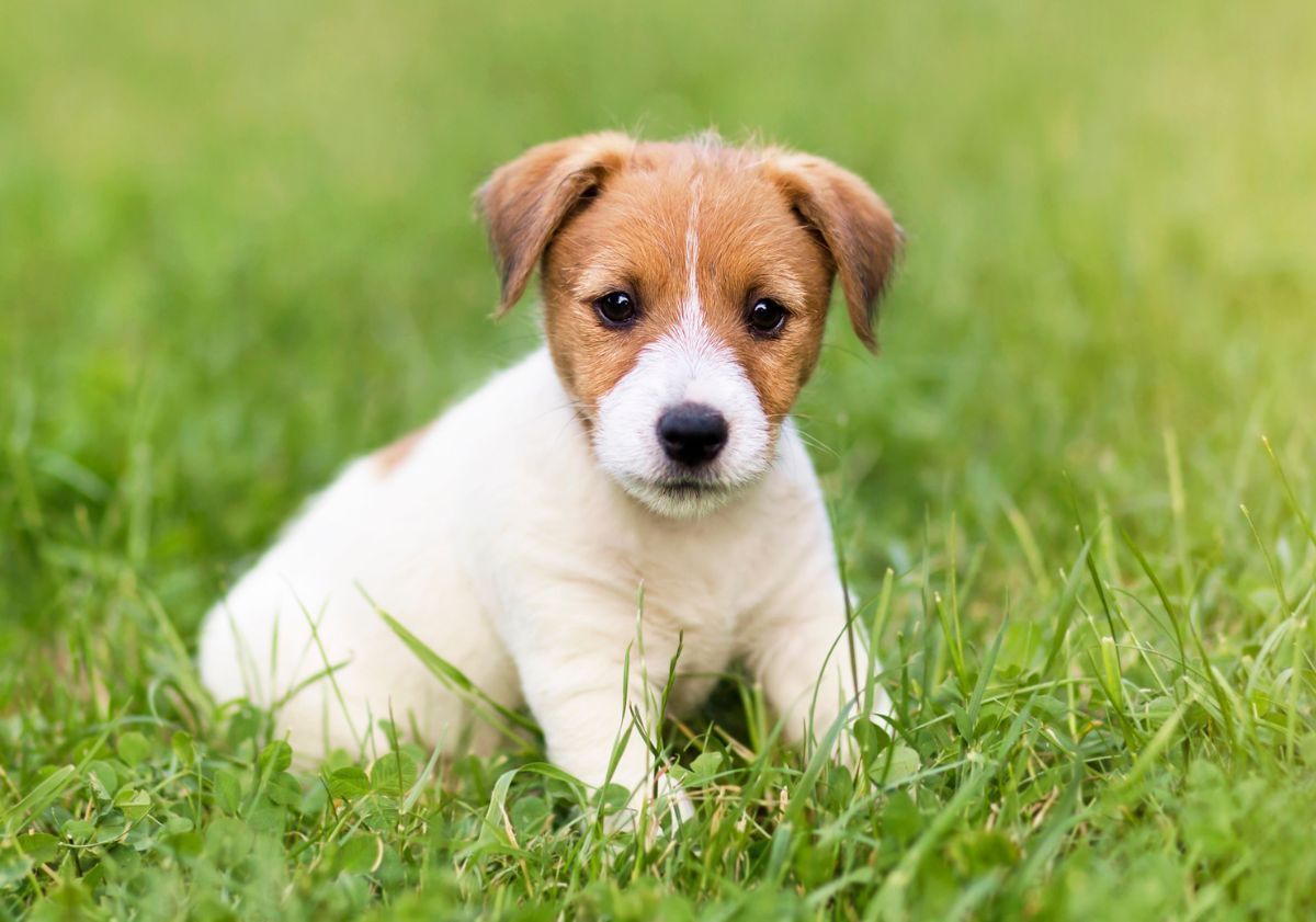 chiot assis dans l'herbe