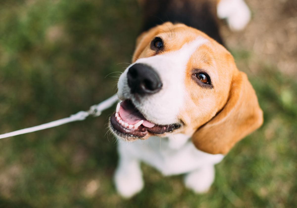 chien regardant son maître