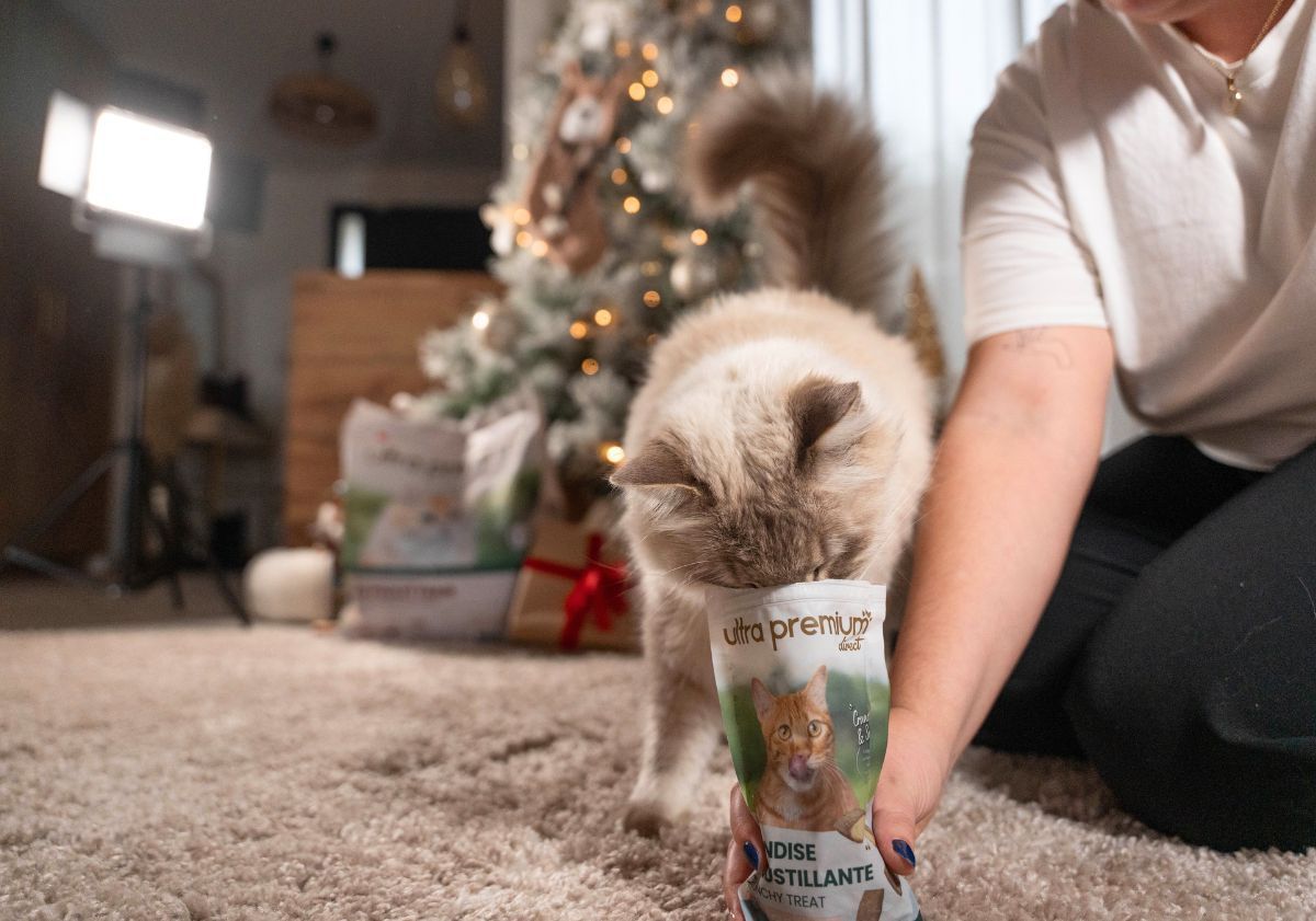 chat devant le sapin mangeant ses friandises croustillantes