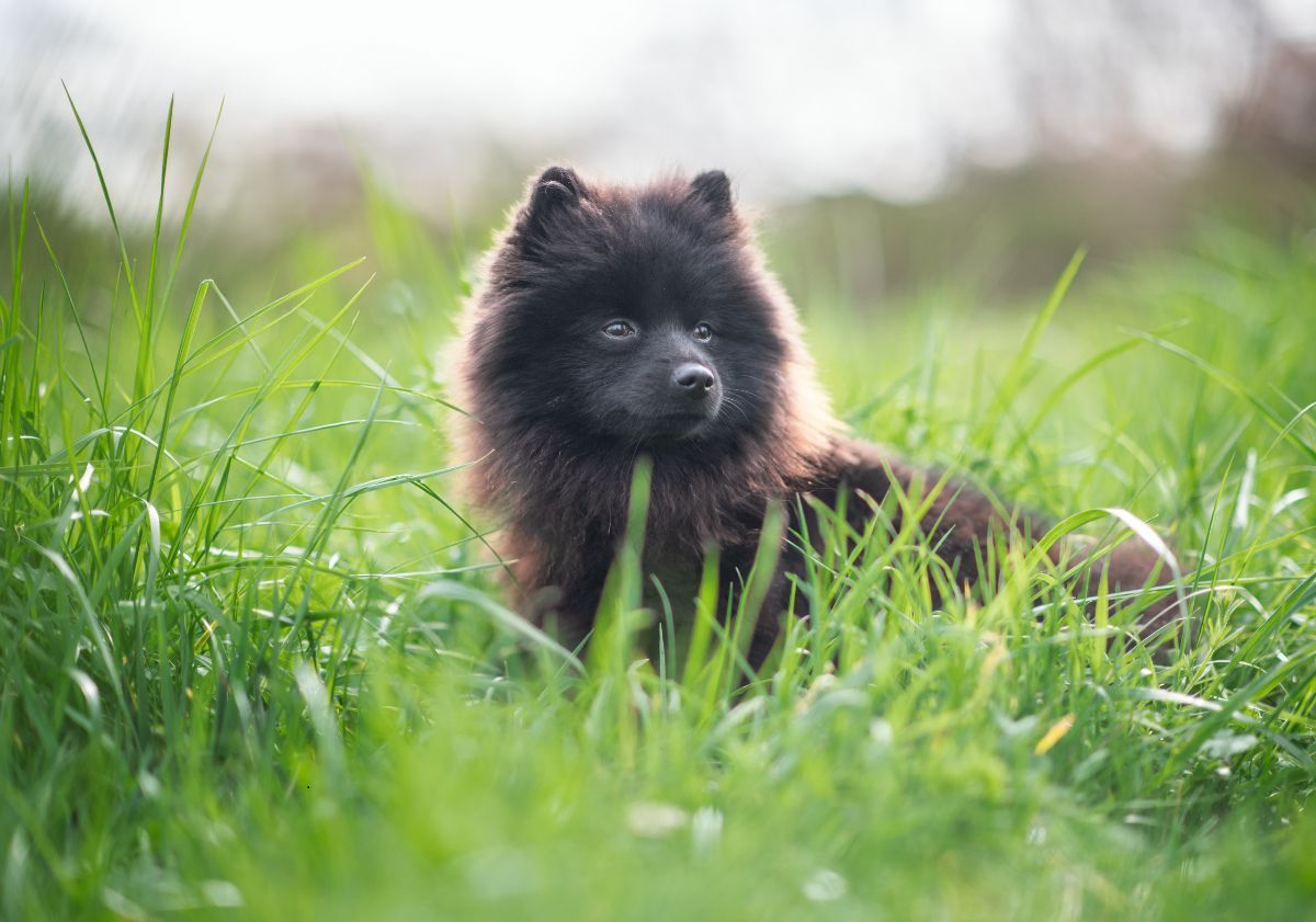 spitz noir dans l'herbe