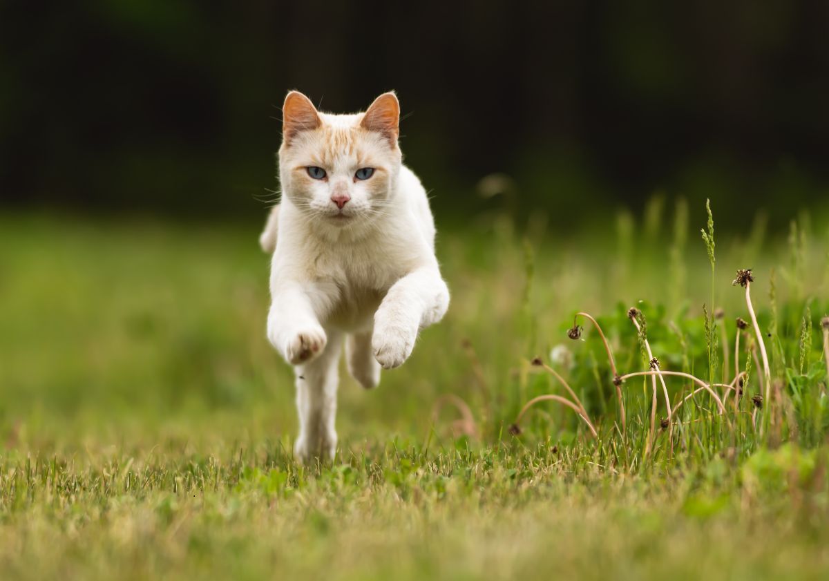 chat roux courant dans l'herbe