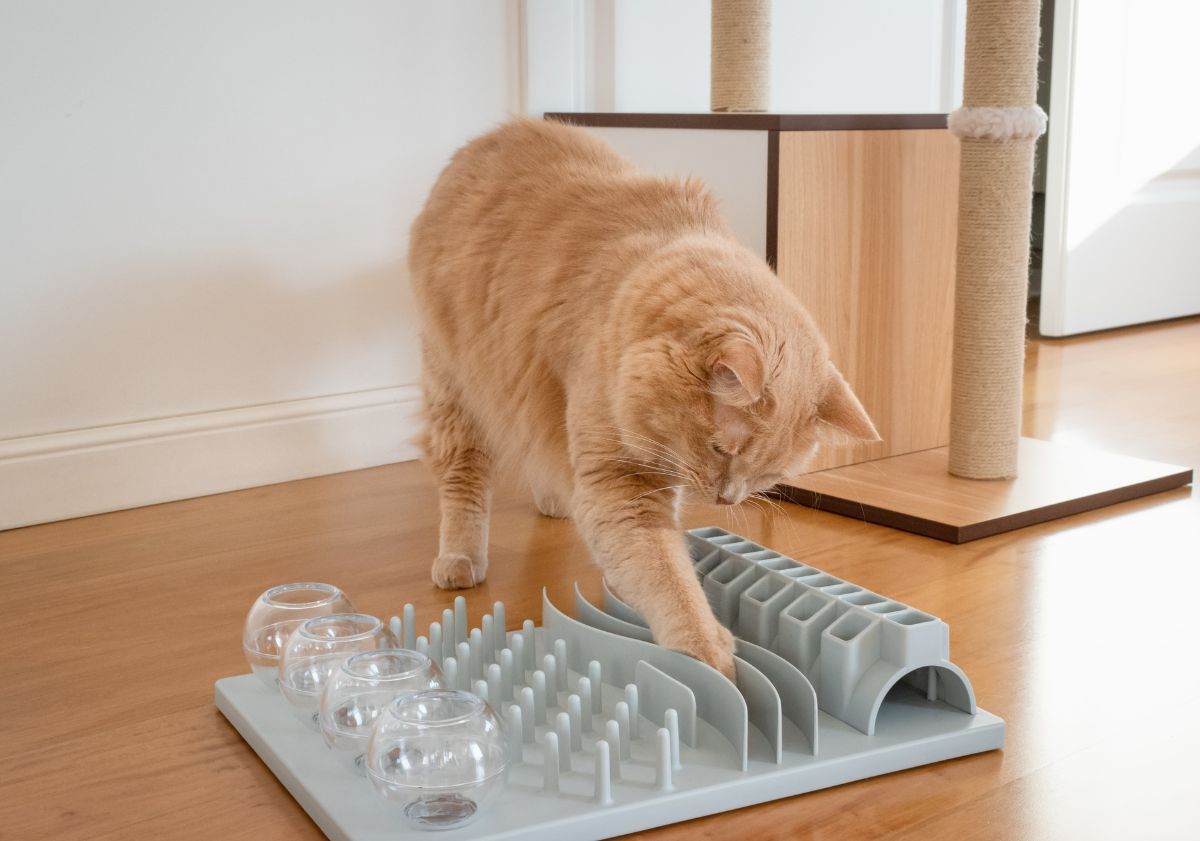 chat roux jouant avec un jouet distributeur de friandises