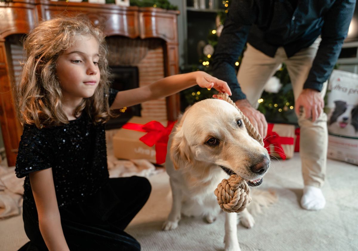 chien jouant avec son jouet balle en corde