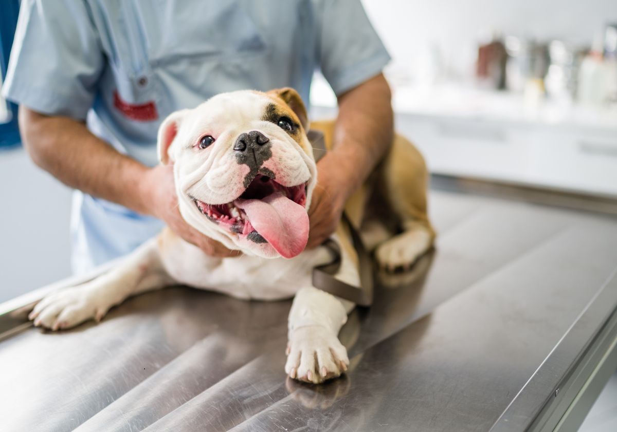 bulldog anglais chez le vétérinaire