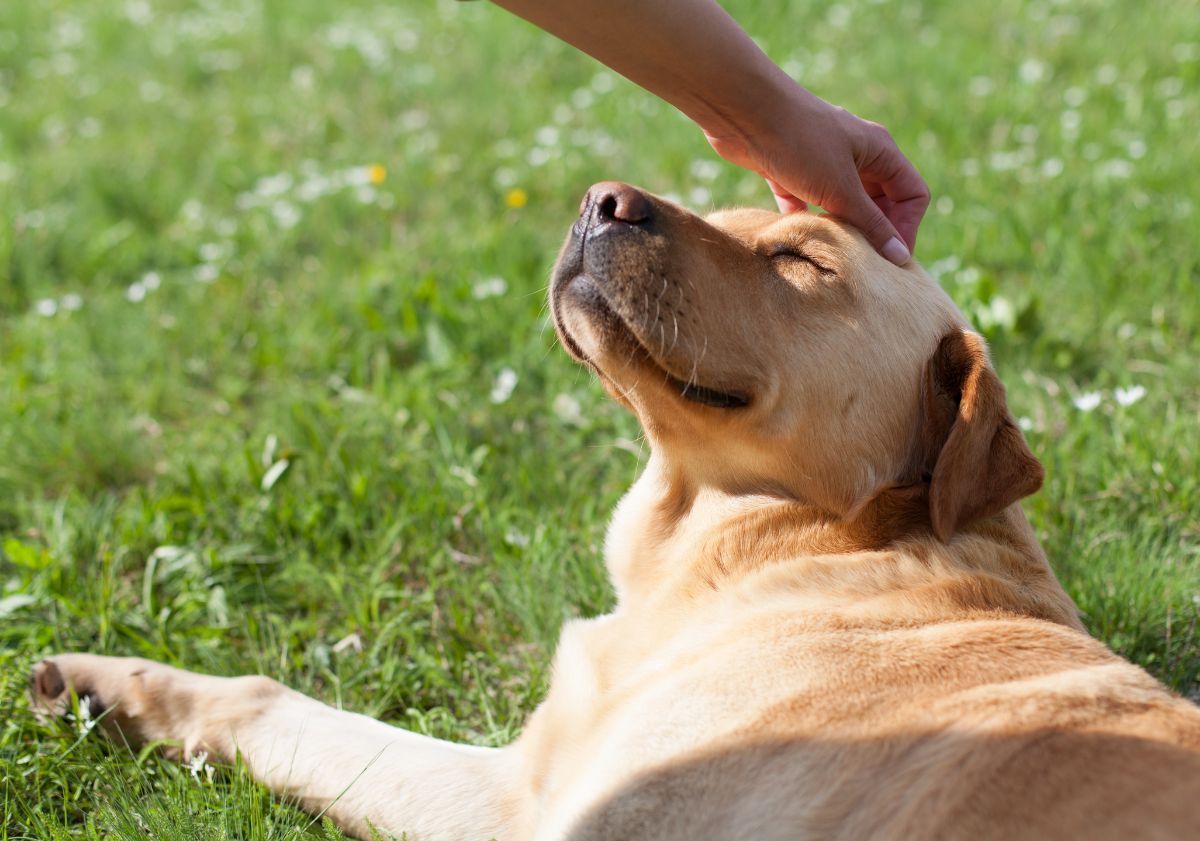 chien allongé dans le jardin se faisant carresser